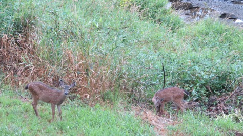 mule deer fawn twins