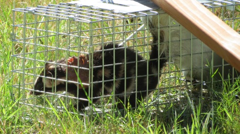 skunk in 7" x 7" x 20" trap